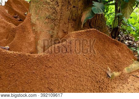 Ant  Hill Around The Bottom Of A Tree