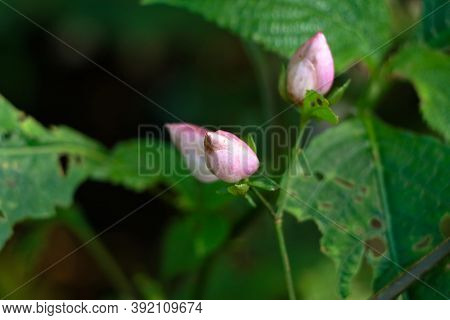 Light Pink Color Flower Buds Of A Wild Plant Belonging To Strobilanthes Species