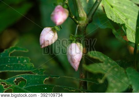 Light Pink Color Flower Buds Of A Wild Plant Belonging To Strobilanthes Species