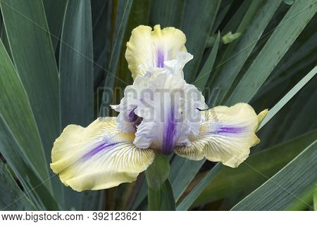 Close-up Image Of Tall Bearded Iris (iris 'county Cork')