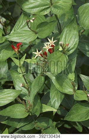 Indian Pink (spigelia Marilandica). Called Woodland Pinkroot Also