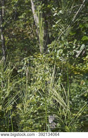 Wild Rice (zizania Aquatica). Called Annual Wildrice And Souther Wild Rice Also