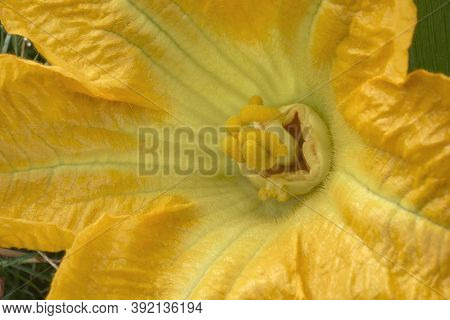Pumpkin (cucurbita Pepo). Called Winter Squash And Summer Squash Also