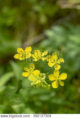 Bupleurum Aureum Is A Flowering Plant In The Family Apiaceae