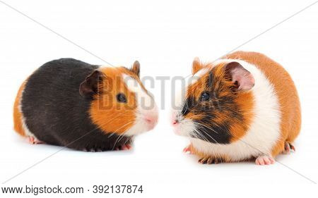 Two Guinea Pigs Isolated On White Background. Funny, Guineapig.