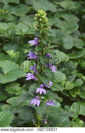 Blue Cardinal Flower (lobelia Siphilitica). Called Great Blue Lobelia And Great  Lobelia Also