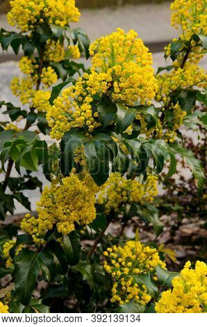 Bush Of Mahonia With Leaves And Berries