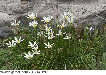 Group Of  Atamasco Lily Flowers (zephyranthes Atamasco)