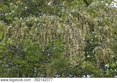 Henry's Maple Tree With Seeds (acer Henryi)