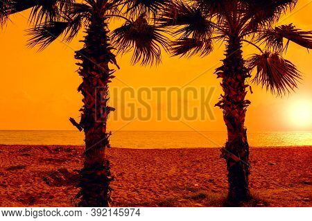 Palm Trees On Yhe Beach At Sunsrt