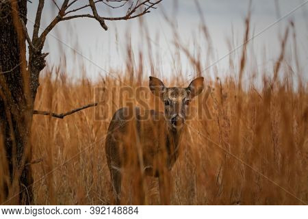 A Family Of Curious White Tailed Deer Along A Backroad In Oklahoma 2020