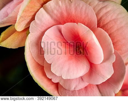 Begonia Flower.bright Flowers Of Tuberous Begonia Begonia Tuberhybrida On A Dark Background.