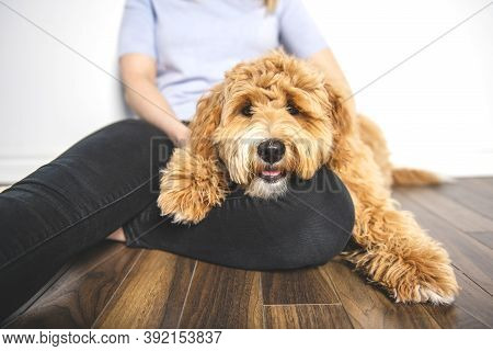 Woman With His Golden Labradoodle Dog Isolated On White Background