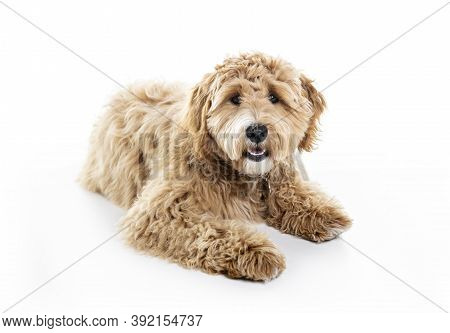 Golden Labradoodle Dog Isolated On White Background