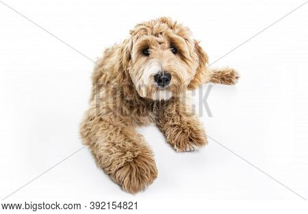 Golden Labradoodle Dog Isolated On White Background