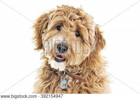 Golden Labradoodle Dog Isolated On White Background