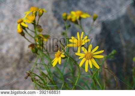 Beautiful Yellow Euryops Flower Close-up. The Background Is Blurred.