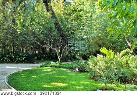 Green Vegetation In Huerto Del Cura Botanical Garden In Elche, Spain