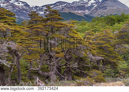 Ushuaia, Tierra Del Fuego, Argentina - December 13, 2008: Martial Mountains In Nature Reserve. Row O