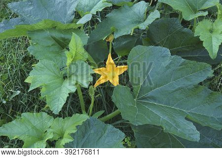 Pumpkin (cucurbita Pepo). Called Winter Squash And Summer Squash Also