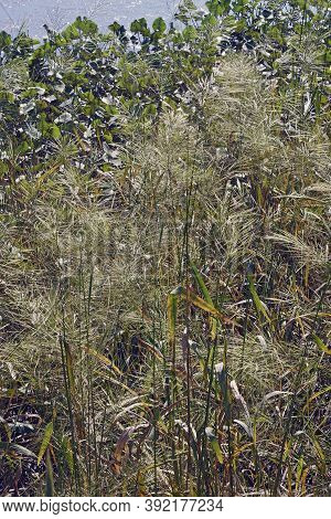 Wild Rice (zizania Aquatica). Called Annual Wildrice And Souther Wild Rice Also