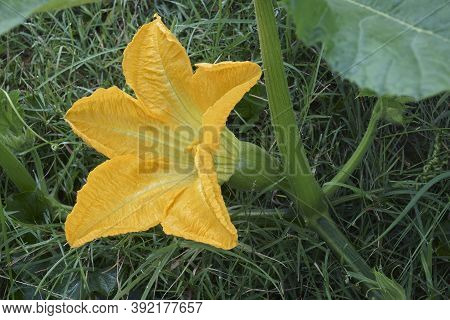 Pumpkin (cucurbita Pepo). Called Winter Squash And Summer Squash Also