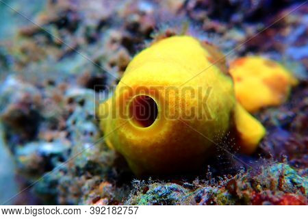 Yellow/golden Tube Mediterranean Sponge - Aplysina Aerophoba