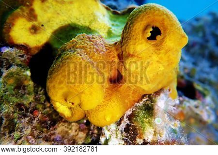 Yellow/golden Tube Mediterranean Sponge - Aplysina Aerophoba