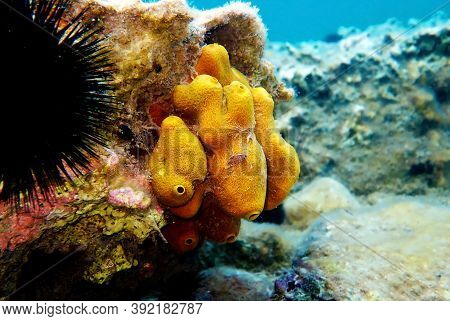 Yellow/golden Tube Mediterranean Sponge - Aplysina Aerophoba