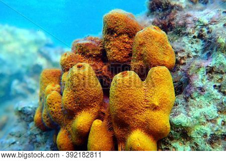 Yellow/golden Tube Mediterranean Sponge - Aplysina Aerophoba