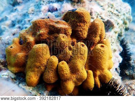 Yellow/golden Tube Mediterranean Sponge - Aplysina Aerophoba