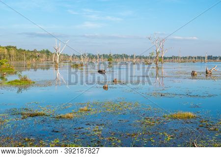 Scenery View Of Baray (the Largest Man-made Lake Of The Ancient Khmer Civilization) In The Area Of N