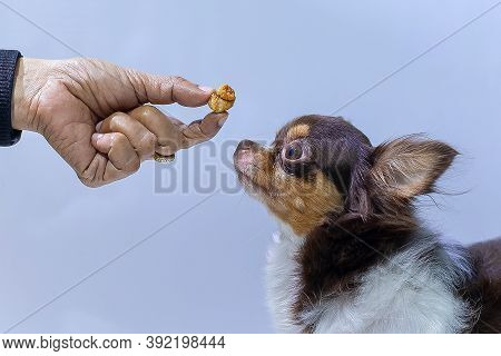 Puppy Chihuahua Eat Food From Hand,training,feeding Pet Concept,feeding The By Hand,dogs Look At Foo