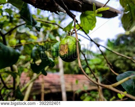 Ziziphus Mauritiana, Also Known As Indian Plum, Indian Jujube, Is A Tropical Fruit Tree Species Belo