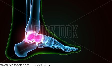 3d Illustration Of The Human Skeleton Talus Bone Anatomy