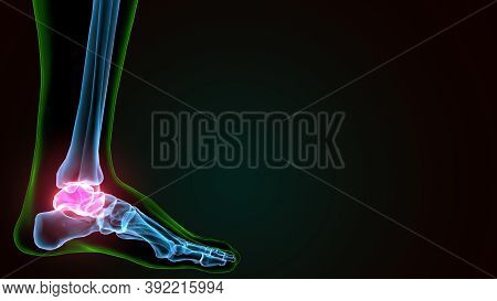3d Illustration Of The Human Skeleton Talus Bone Anatomy