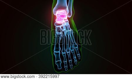 3d Illustration Of The Human Skeleton Talus Bone Anatomy