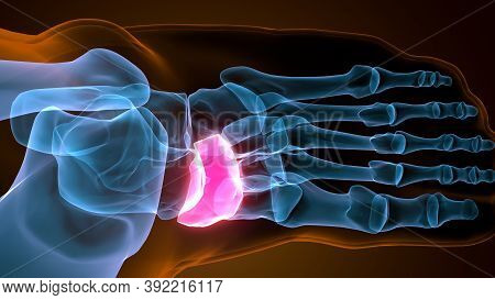 3d Illustration Of The Human Skeleton Navicular Bone
