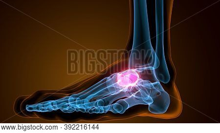 3d Illustration Of The Human Skeleton Navicular Bone