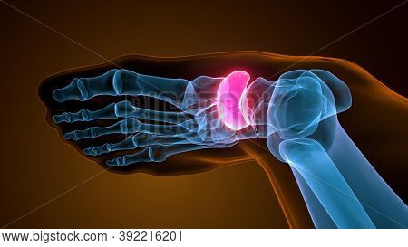 3d Illustration Of The Human Skeleton Navicular Bone