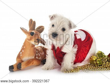 Puppy West Highland White Terrier In Front Of White Background