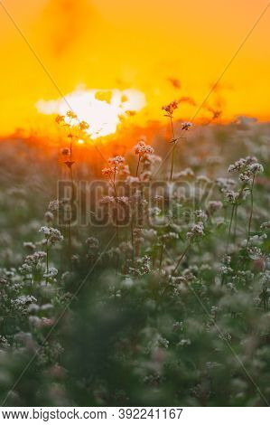 Summer Sun Shining Through Young Fagopyrum Flowering Plant Sprouts. Sunset Sunrise Sun. Close Up. Gr