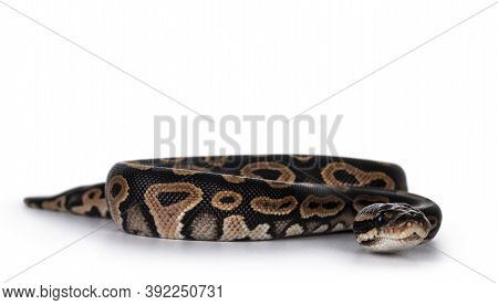 Baby Female Ballpython Aka Python Regius Moving Towards Lens, Isolated On White Background.