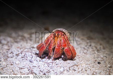 A Coenobita Perlatus, The So Called Strawberry Hermit Crab On Lady Elliot Island, Australia At Night