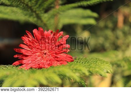 A Garbera Daisy Flower With Green Background On Sunshine.