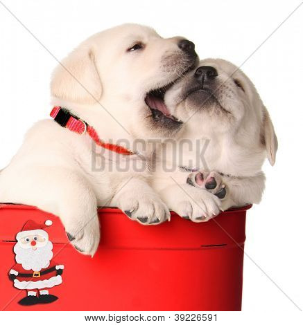 Lekfull jul valpar i en röd behållare.