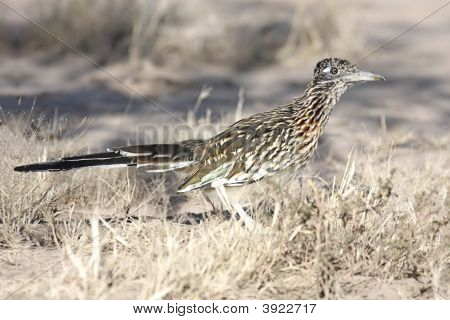 Kukačka kohoutí (Geococcyx Californianus)