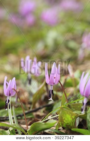 Katakuri (erythronium Japonicum)
