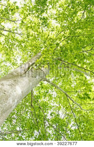 Beech Canopy