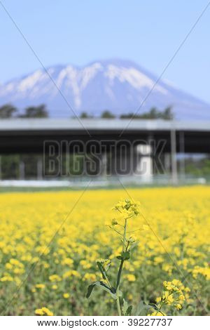 Mt. Iwate i rzepakowym polu, uprawy rzepak